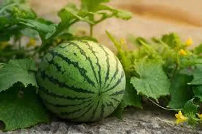 Melon_4_u zdarma živé xxx cams