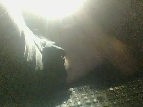 BisexABS free live xxx cams