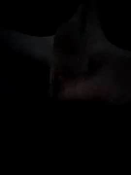 Letshavefunandcum free live xxx cams