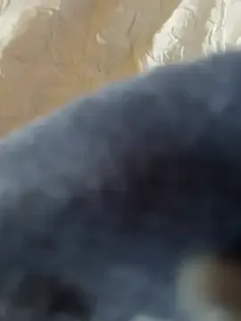 curtdick56 free live xxx cams